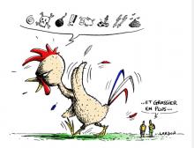 Coq déplumé 